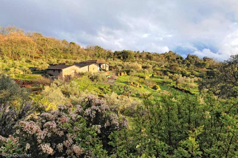 VISTA SOBRE LA CASA RURAL Y LA ALMAZARA                                                                                                                                                                                