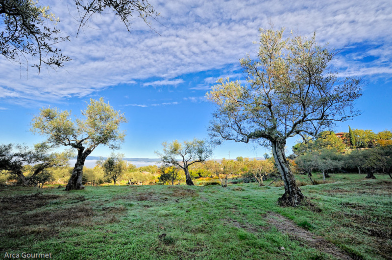 OLIVAR ECOLOGICO DE LA FINCA                                                                                                                        