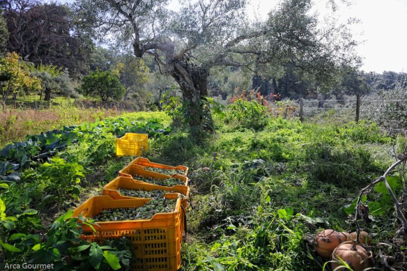 RECOLECTA DE ACEITUNA                                                                                                                        