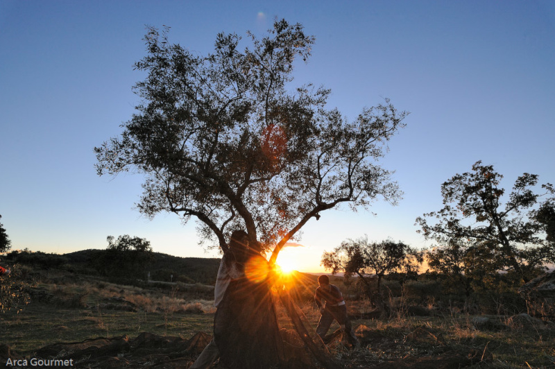 RECOGIDA DE ACEITUNA                                                                                                         