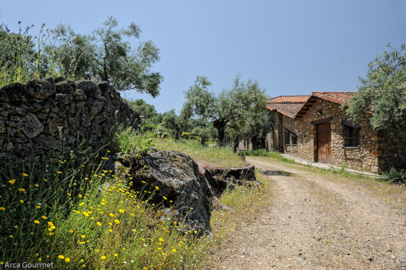 CAMINO A LA ALMAZARA                                                                                        