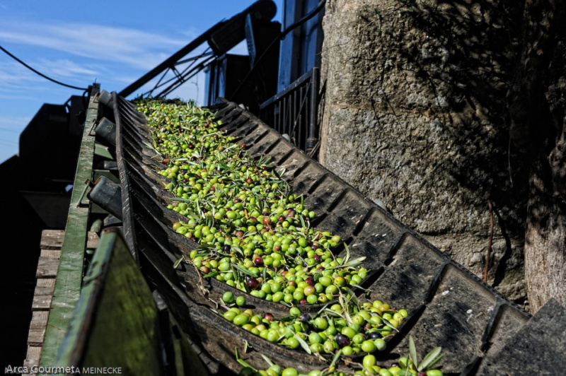 ACEITUNA PARA SER ELABORADA                                                                                    