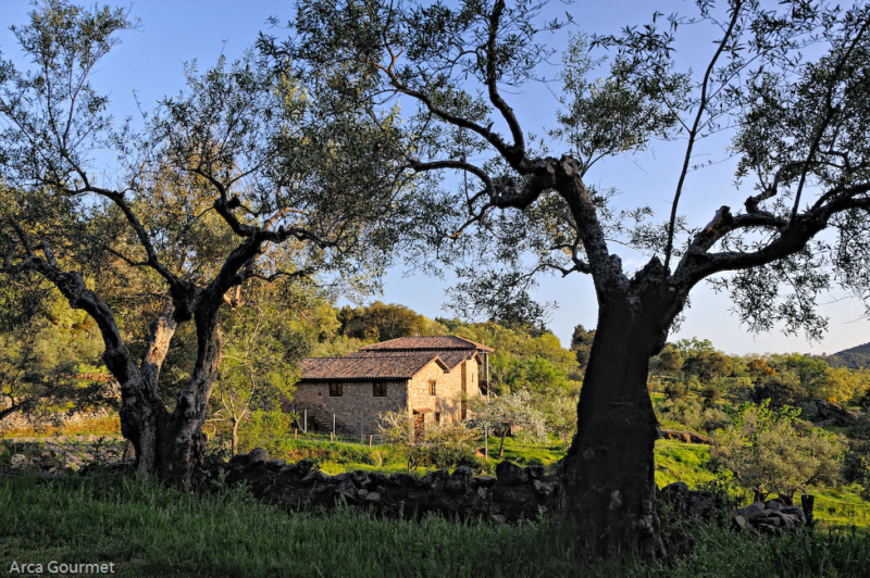 VISTA SOBRE LA CASA RURAL Y LA ALMAZARA                                                                                                                                                                            