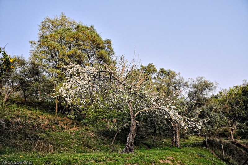 ARBOL FRUTAL EN FLOR