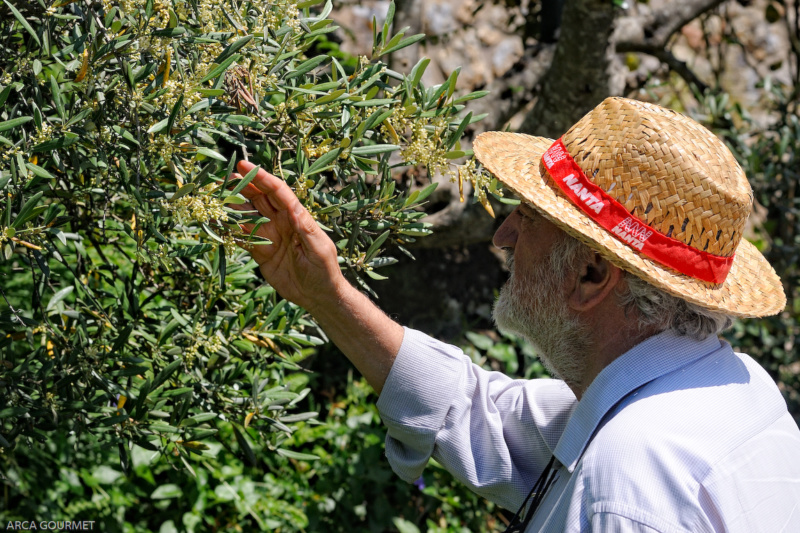 ANALIZANDO LA FLORACIÓN DEL OLIVO, PRIMAVERA       