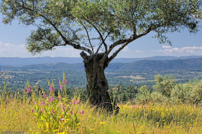 OLIVO ECOLÓGICO. PAISAJE DE LA FINCA EN PRIMAVERA                                                    